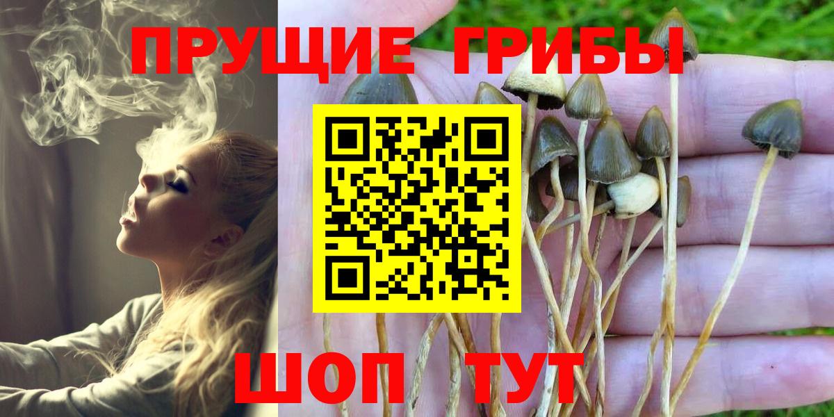 Ессентуки  Галлюциногенные грибы прущие грибы  цена наркотик  Вход с VPN  Галлюциногенные грибы Psilocybe 